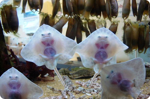 Скат морской кот (европейский хвостокол, Dasyatis pastinaca)