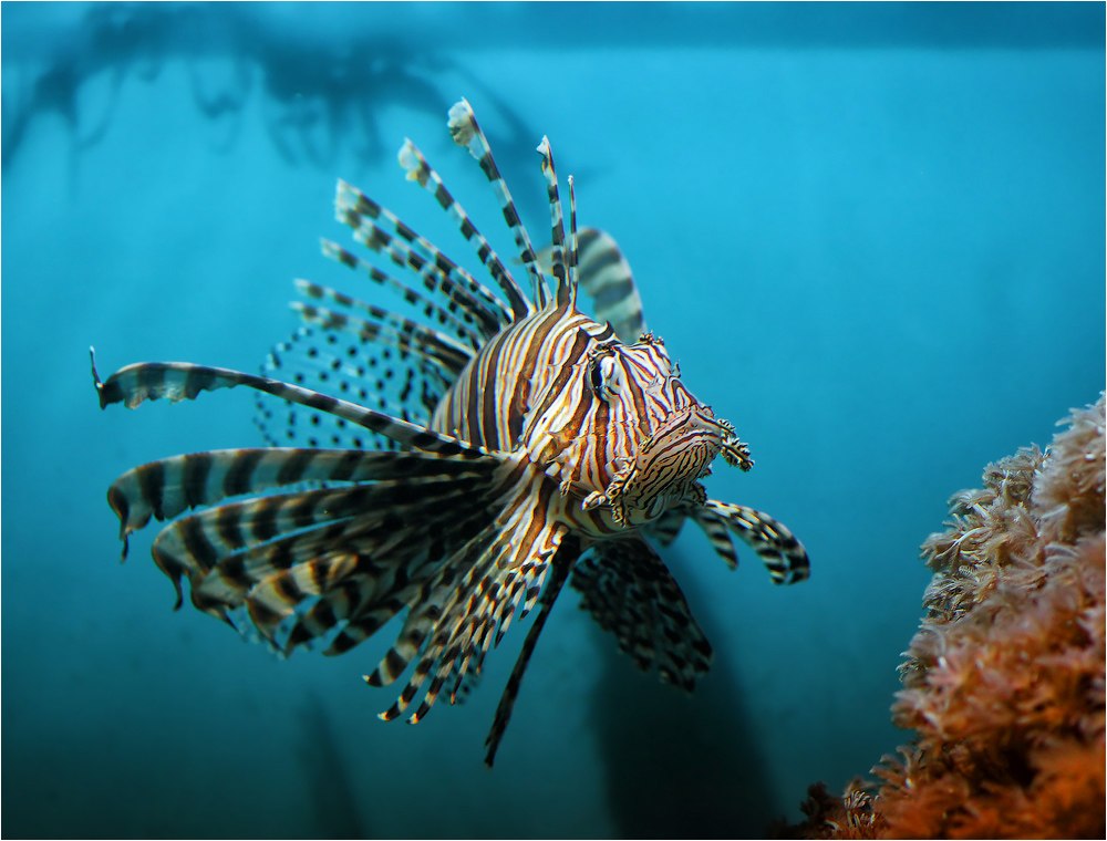 Рыба-зебра, или полосатая крылатка (лат. Pterois volitans)
